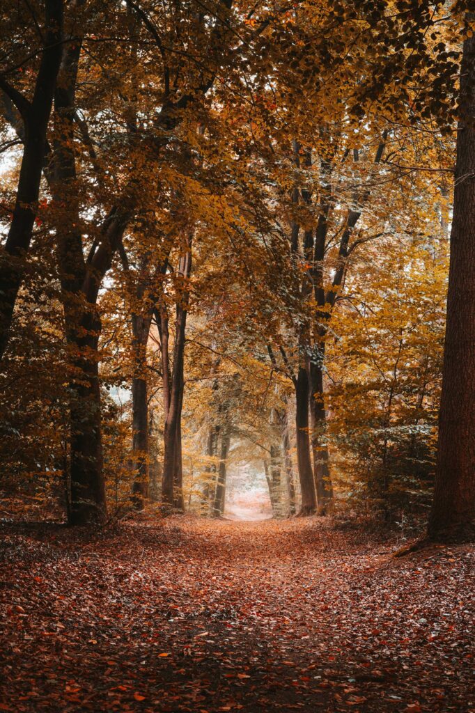 brown and green trees during daytime