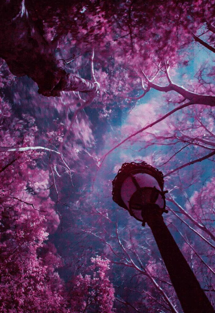 purple leafed trees under blue sky