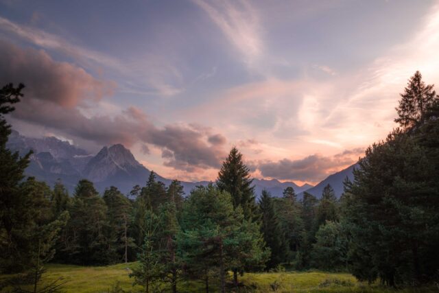 pine trees and mountain during daytime