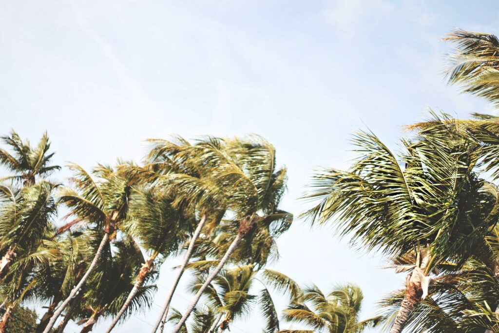 low-angle photography of green coconut trees under white sky during daytime