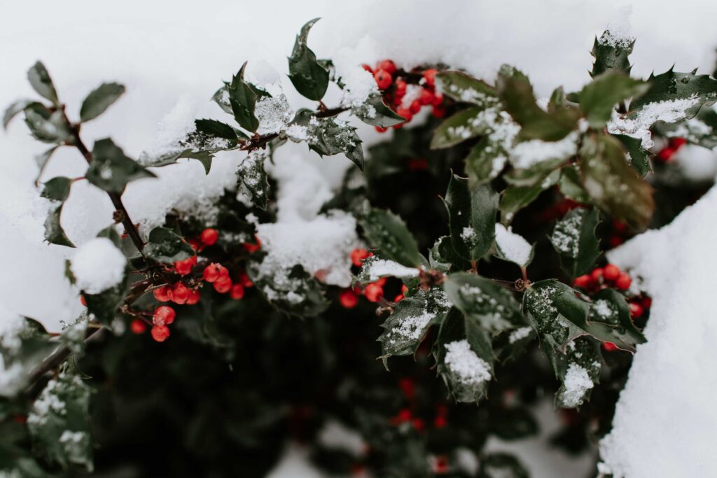 red fruit with snow on tree