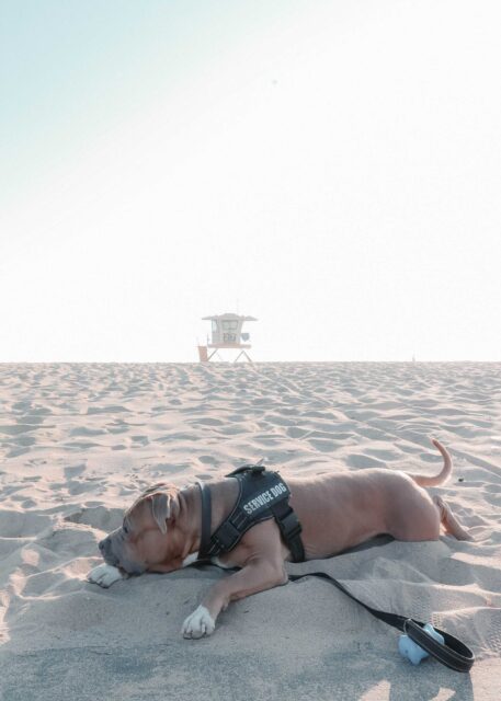 man in blue shorts lying on beach sand during daytime