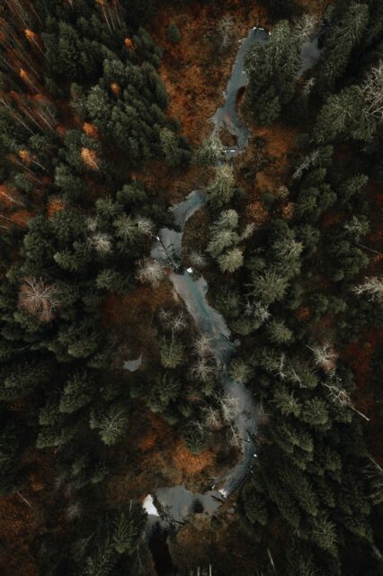 aerial view of green and brown trees