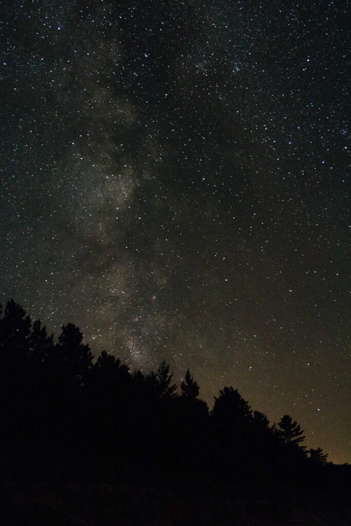 stars and trees during night time