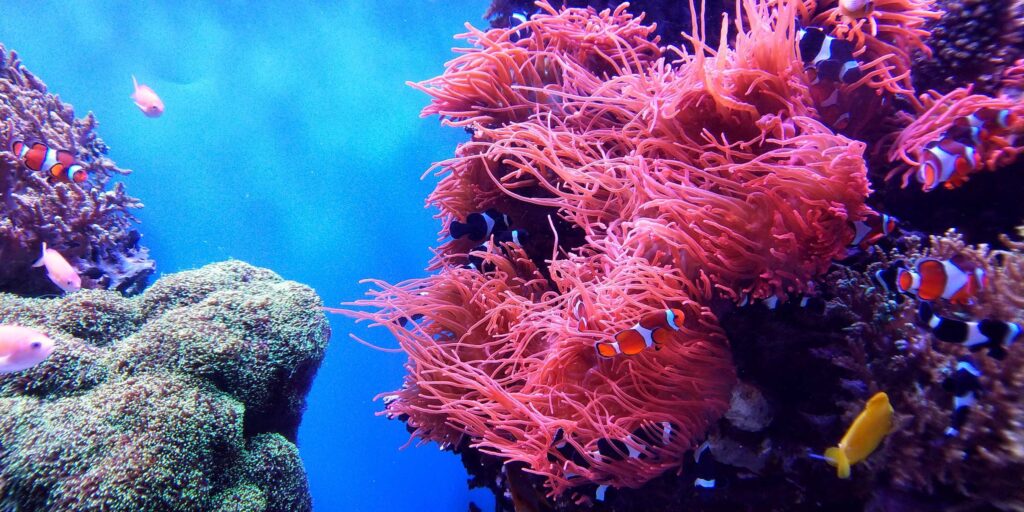 school of fish underwater