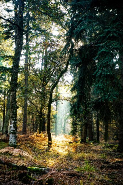 Trees in the forest