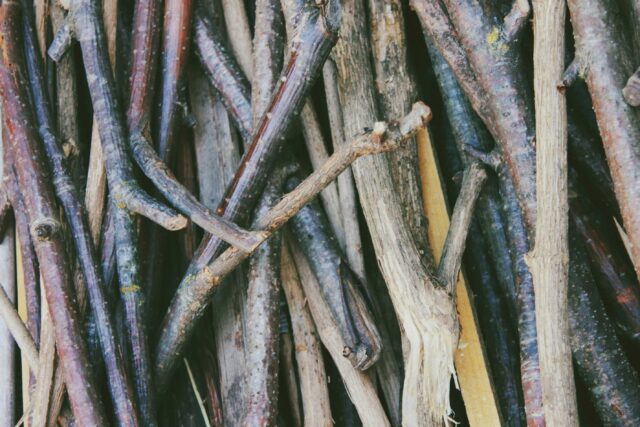 brown and gray tree branch
