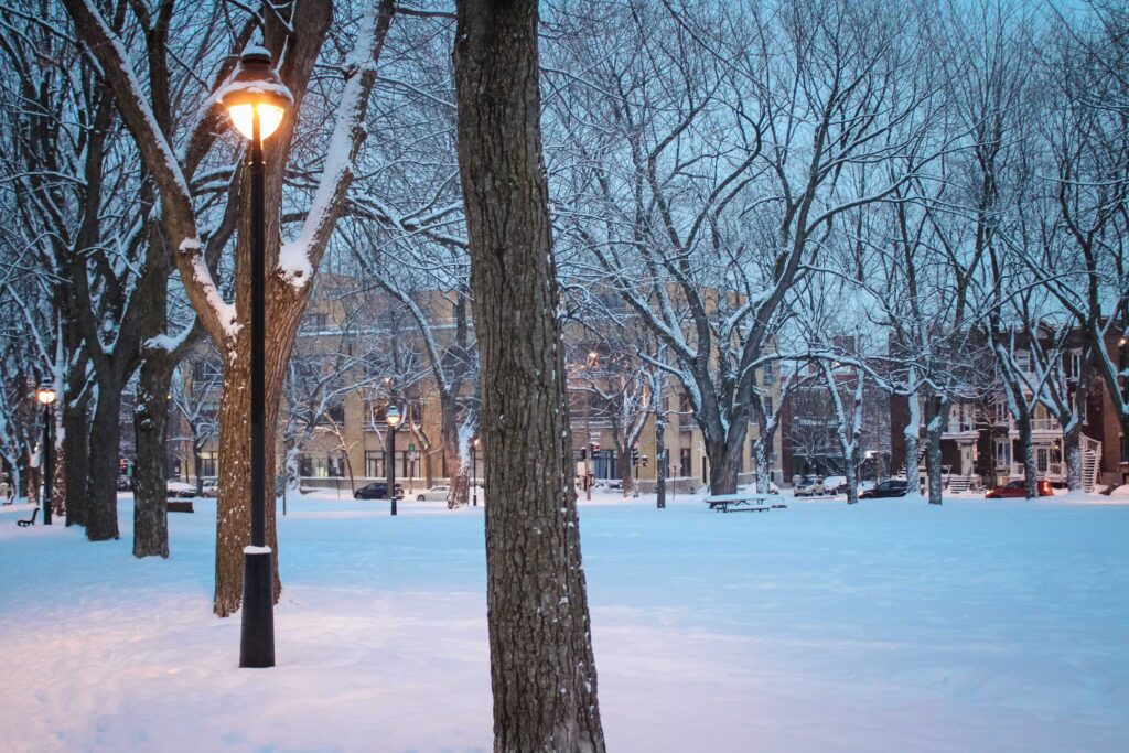trees covered with snow