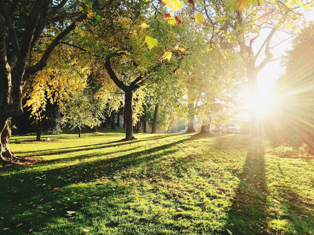 green trees during daytime