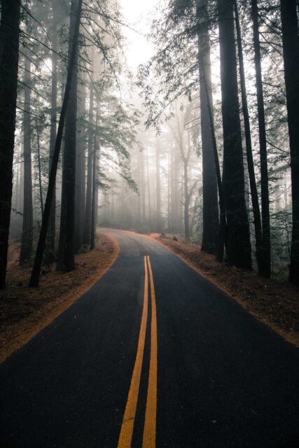 gray and yellow road surrounded by trees