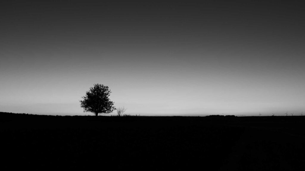 grayscale photo of silhouette of tree