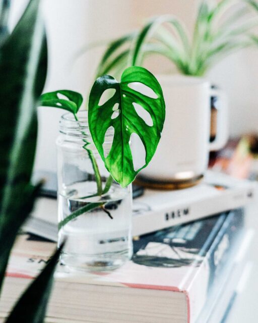 selective focus photography of leafed plant inside jar with water