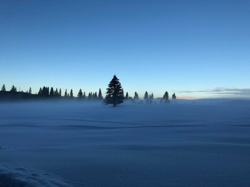 tree on snow