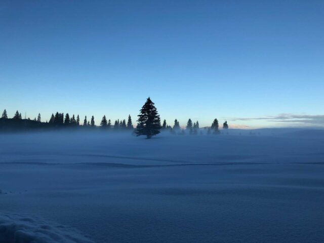 tree on snow
