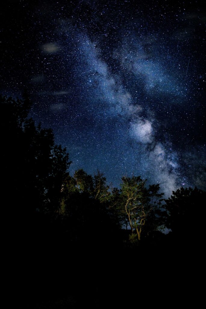 green trees under starry sky