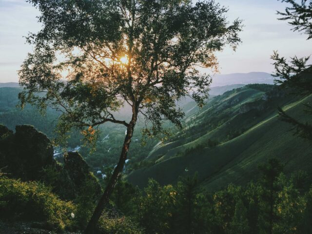 green leafed tree on mountain