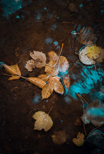 brown dried leaves on water