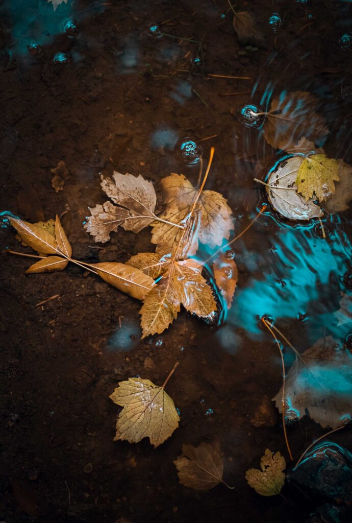 brown dried leaves on water