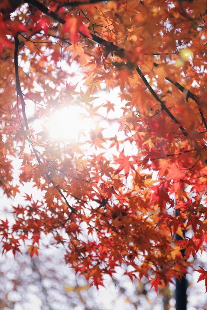 low angle photography of orange leaf trees