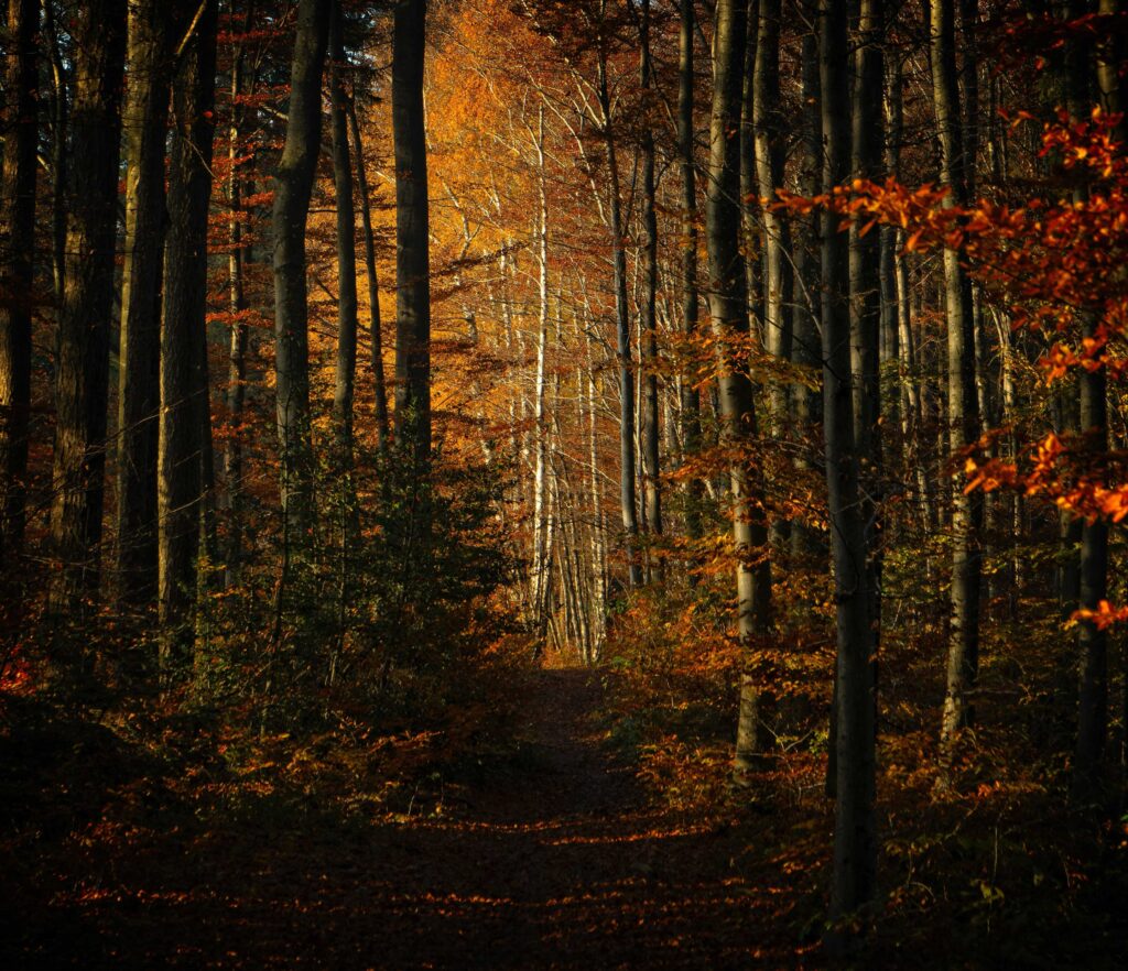 brown trees on brown soil