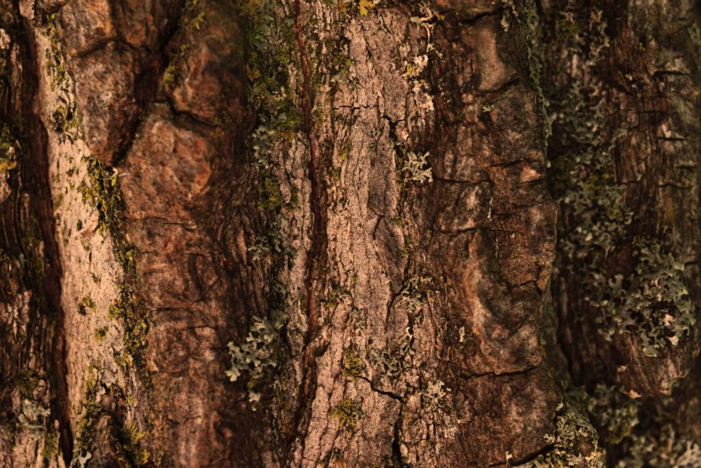 close-up photo of brown tree