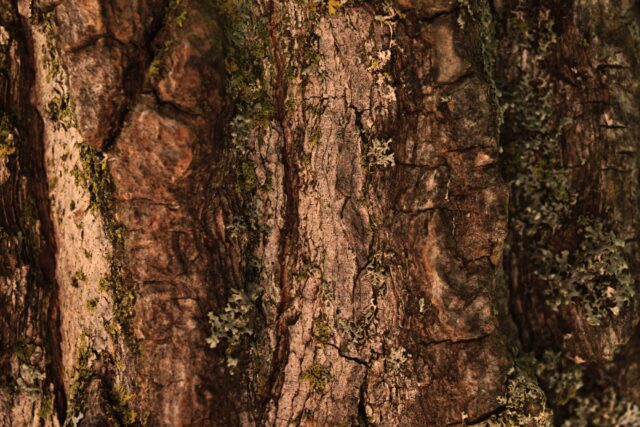 close-up photo of brown tree