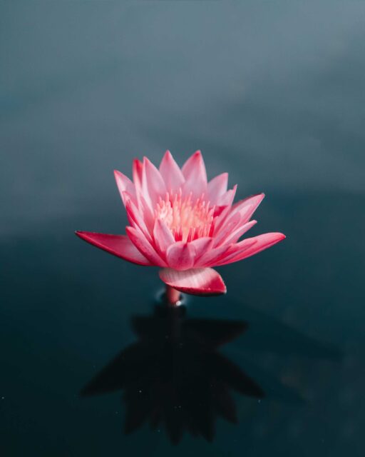 pink flowers on body of water