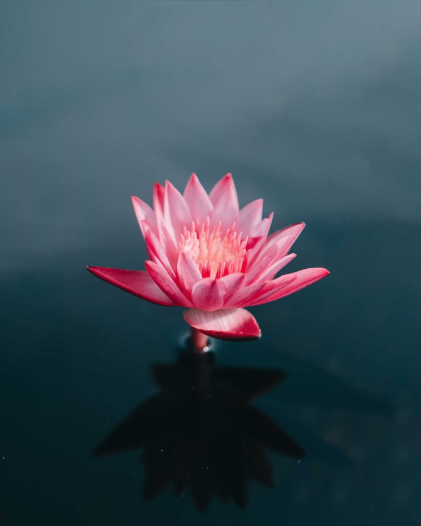 pink flowers on body of water