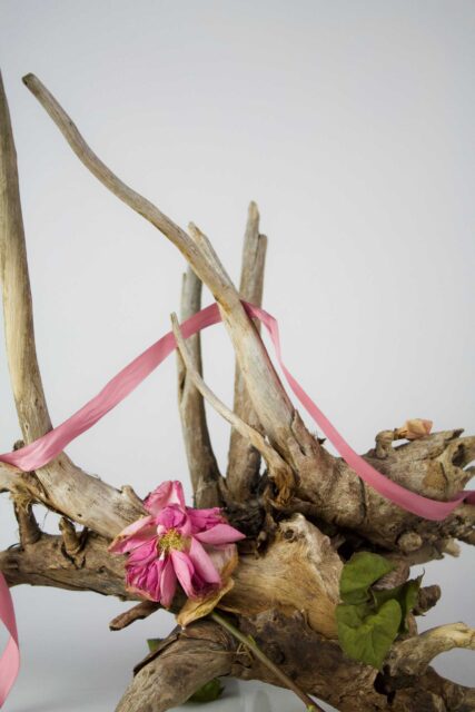pink and white flower on brown tree branch