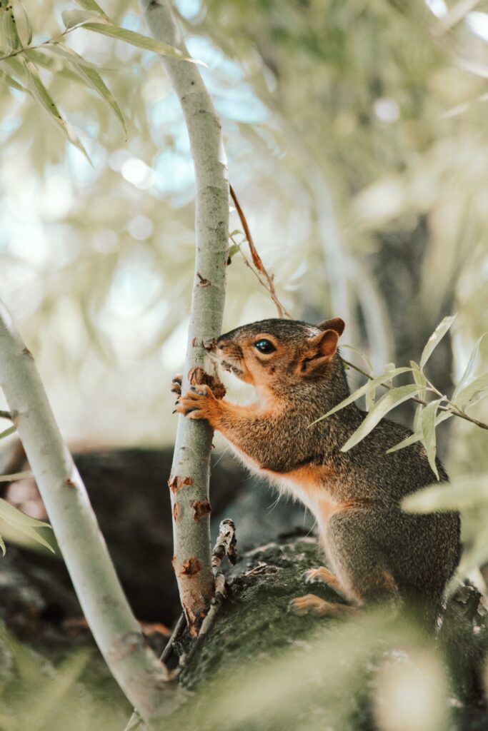 brown squirrel on tree branch during daytime