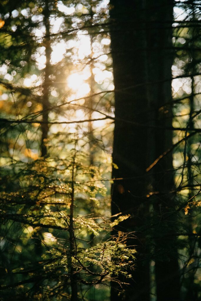 brown tree trunk during daytime