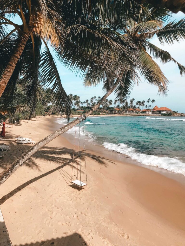 white swing on green palm trees