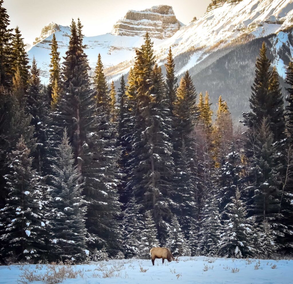 moose standing near trees