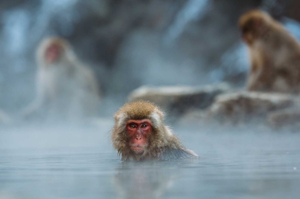brown monkey on body of water shallow focus photography