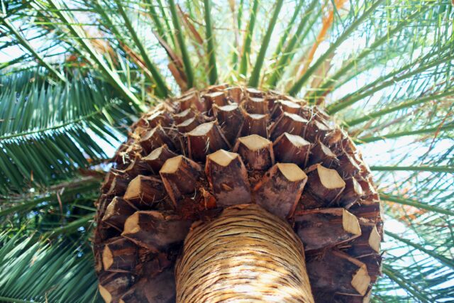 worm’s eye view of palm tree