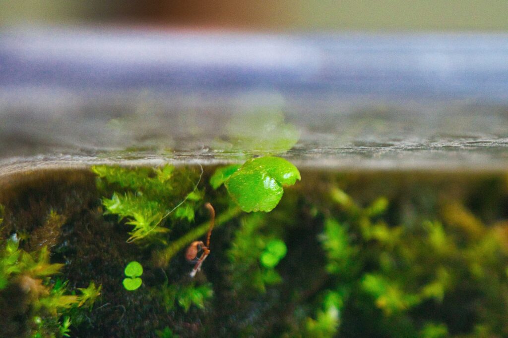 green plant on body of water during daytime