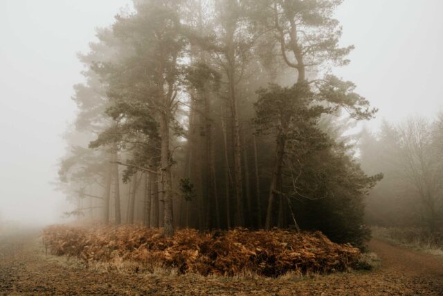 brown grass and trees covered with fog