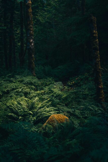 green moss on brown tree trunk
