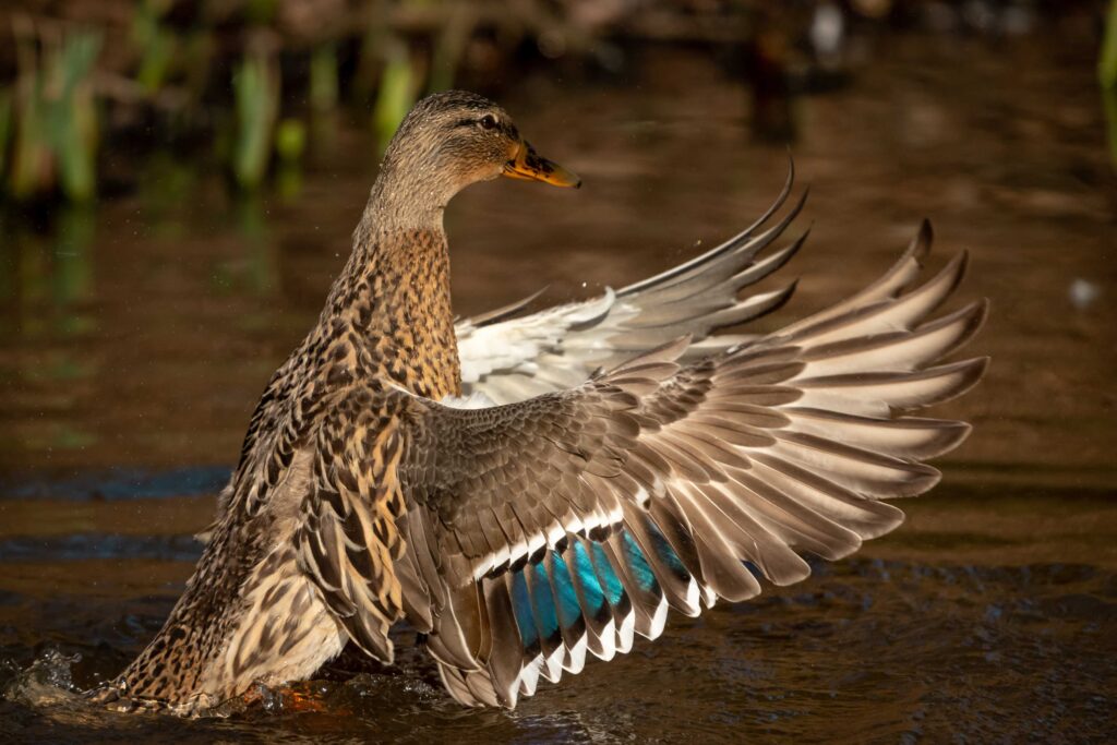 brown bird on body of water