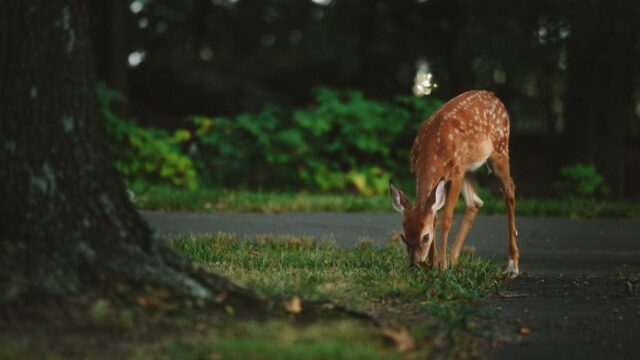 brown deer standing near tree