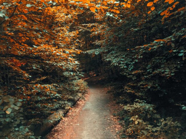 vacant pathway in between green and brown tree during daytime